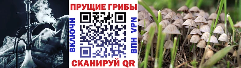 Галлюциногенные грибы GOLDEN TEACHER  Купить закладки  Морозовск 